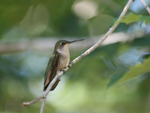 Hummingbird Female On Branch