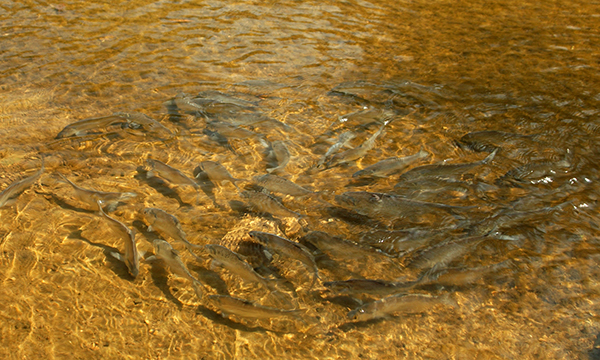 Swarm of Fish