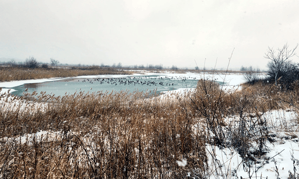 Goose Lake Prairie in Winter