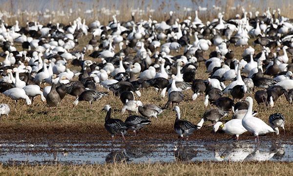 Snow Geese & Greater White-Fronted Geese