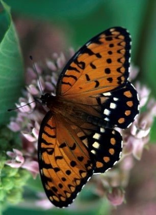 regal fritillary.jpg