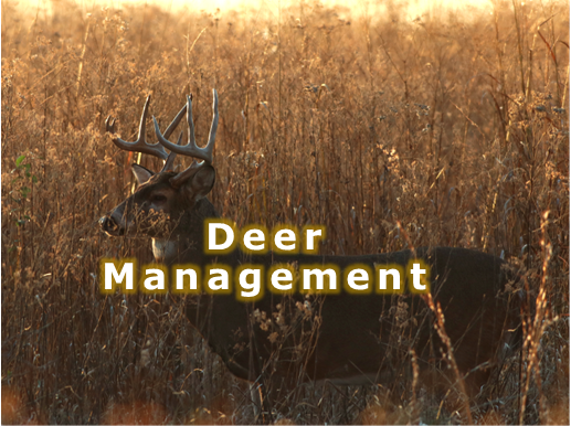 Deer Management Webpage