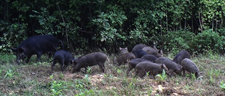 Feral Swine