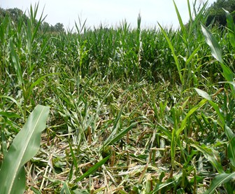 Corn trampled by feral swine 