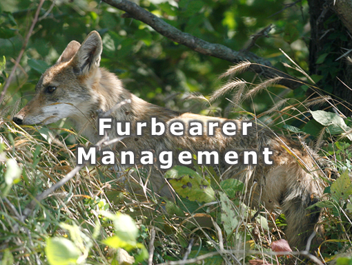 https://www2qa.illinois.gov/dnr/conservation/wildlife/Pages/Furbearers-Management.aspx