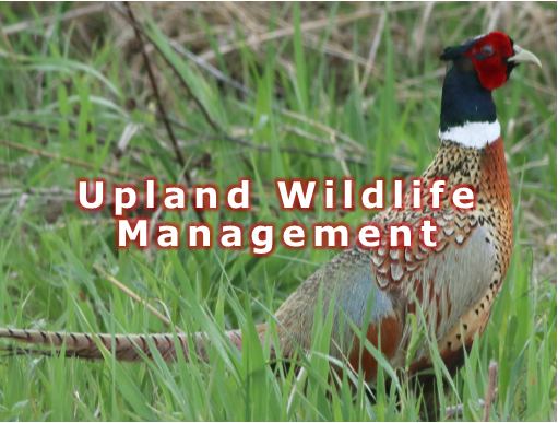 Upland Wildlife Management Webpage