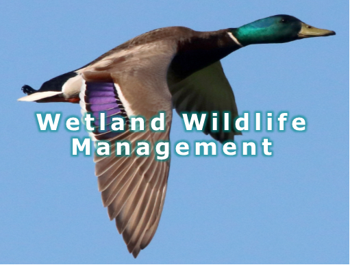 Wetland Wildlife Webpage