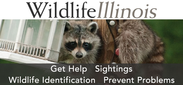 Wildlife Illinois - Get Help, Sigting, Wildlife Identification, Prevent Problems