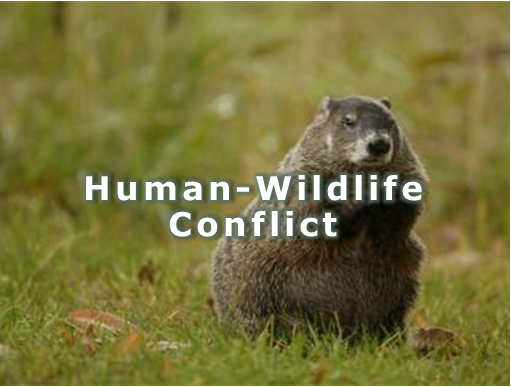 Human-Wildlife Conflict Webpage