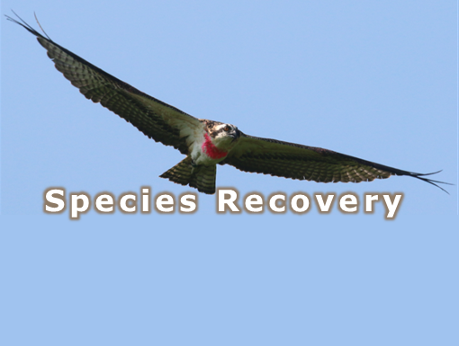 Species Recovery Program Webpage