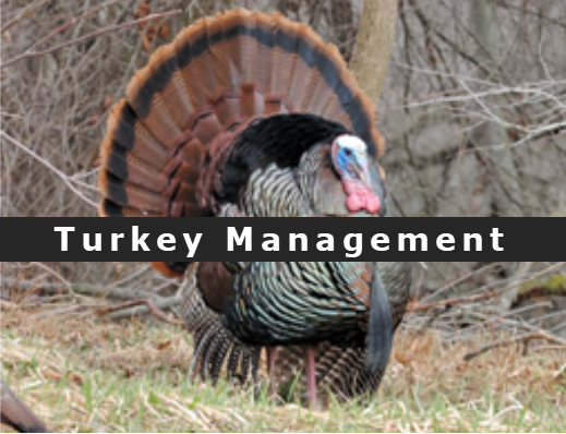 turkey management 2.png