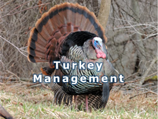 Turkey Management Webpage