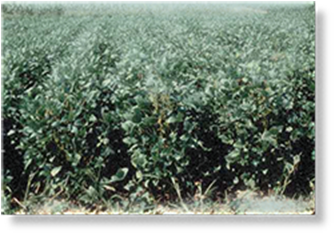 Soybeans fields
