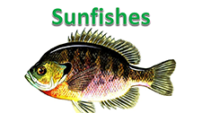 June2016Sunfishes.PNG