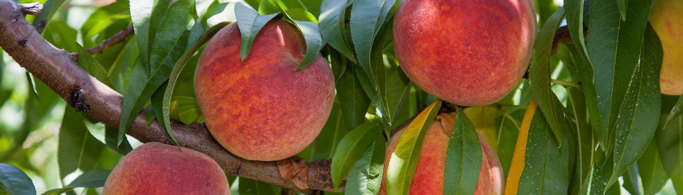 Peaches in Illinois